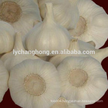 new cropped pure white garlic from Chinese factory